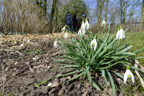 Galanthus photo