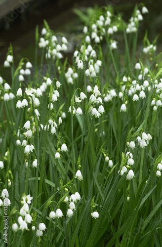 Galanthus