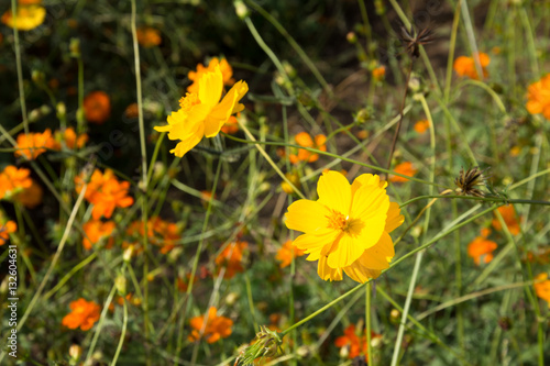 cosmos flower on blue sky bright background