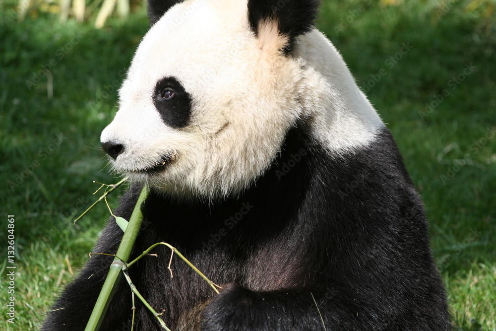 Naklejka premium Panda Géant