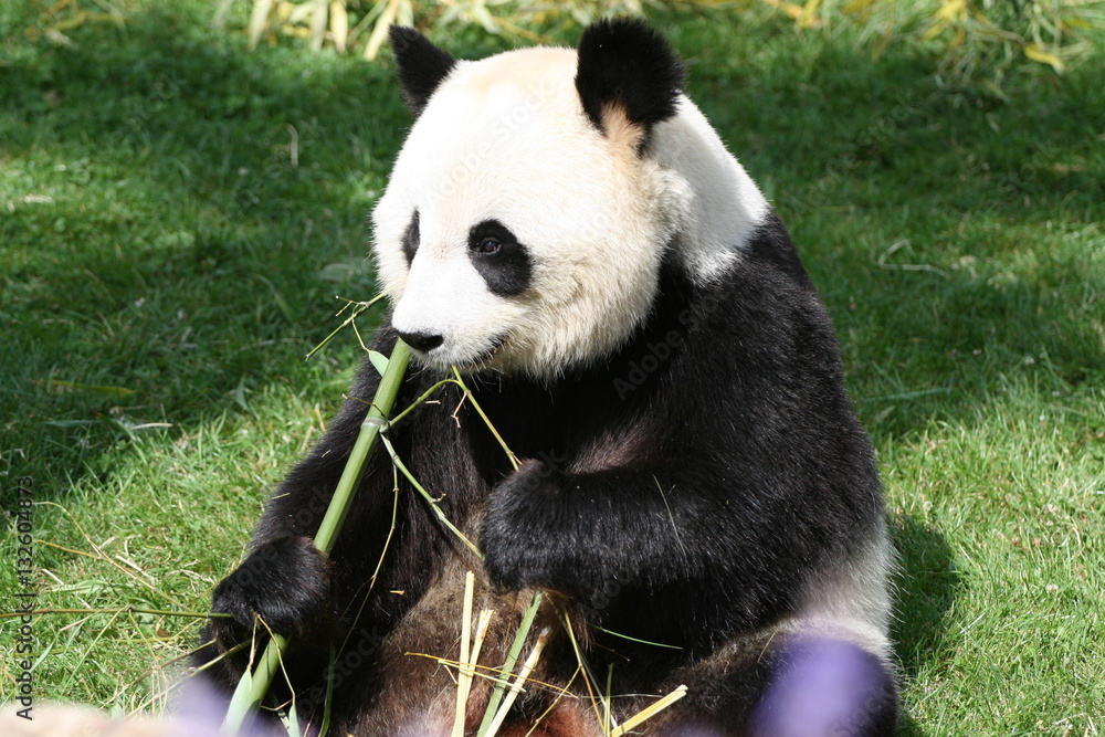 Naklejka premium Panda Géant