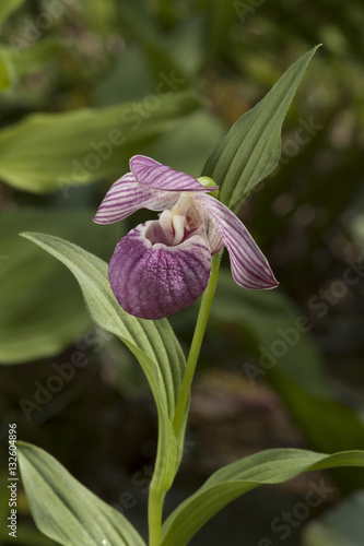 The Yunnan Cypripedium (Cypripedium yunnanense) photo