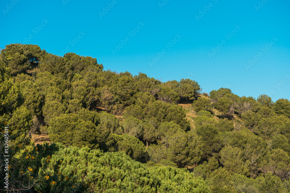 nature at park guell with clear blue sky
