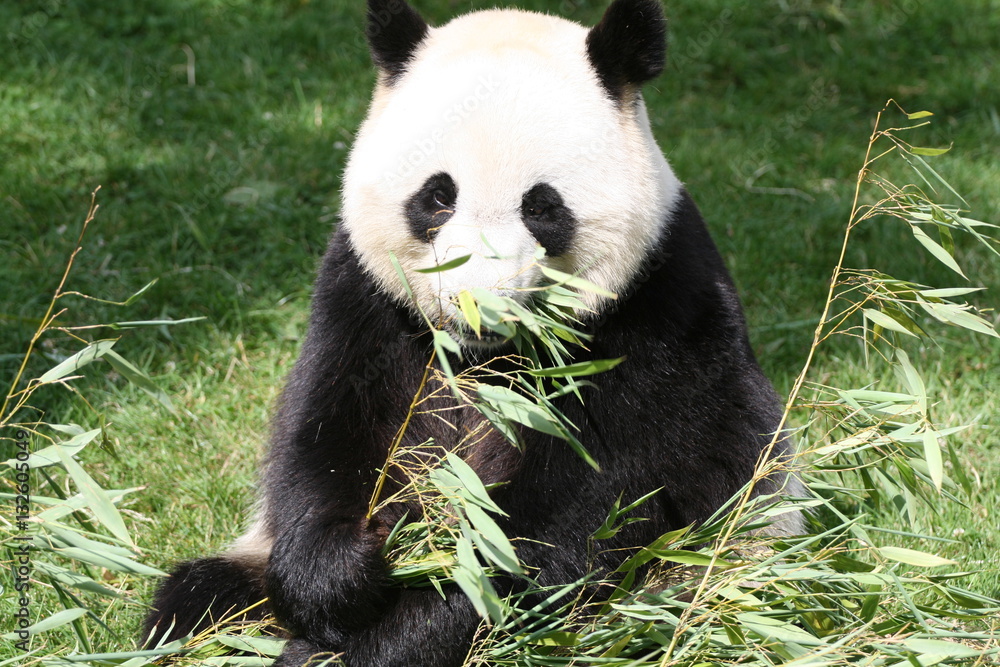 Fototapeta premium Panda Géant