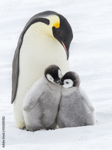 Emperor Penguins on the frozen Weddell Sea