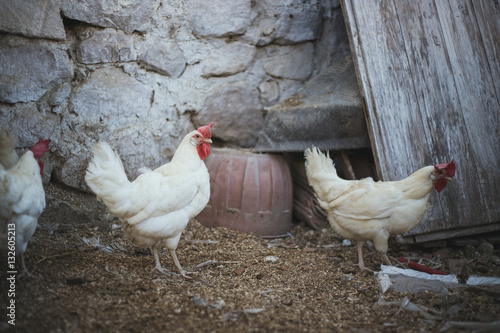 Gallinas ecologicas en el corral  photo