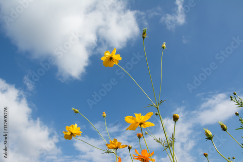 cosmos flower colorful on blue sky bright background
