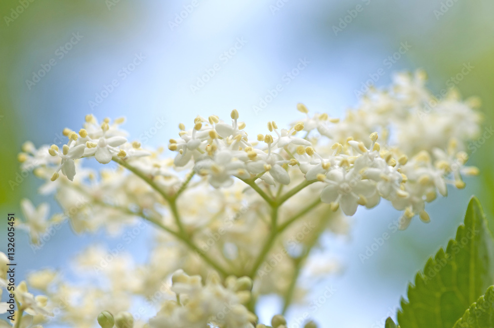 Elderberry blossom (Sambucus) Elderberry blossom (Sambucus)
