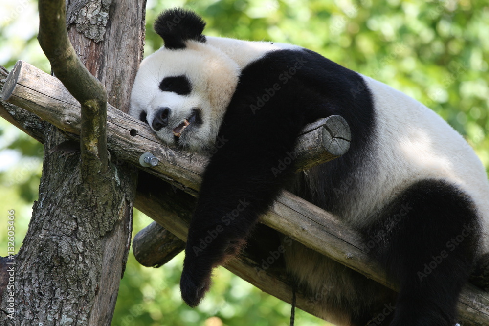 Obraz premium Panda Géant