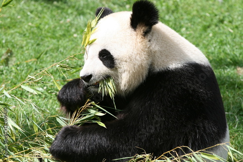 Panda Géant