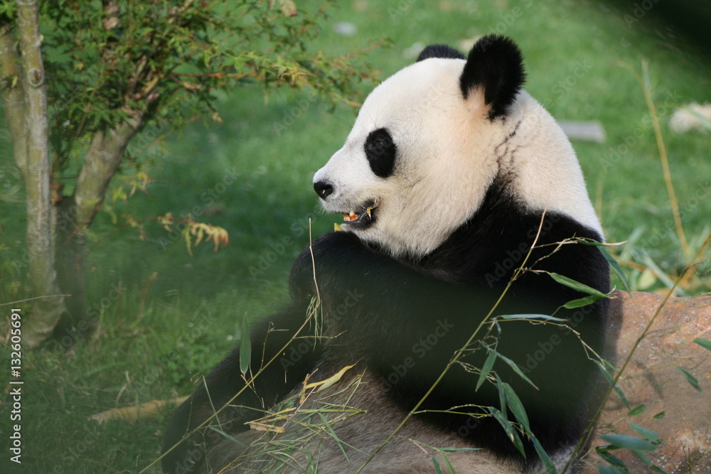 Panda Géant Panda Géant