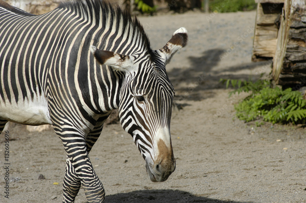 Zebra