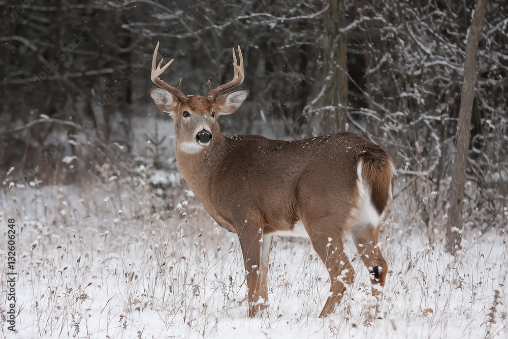 Fototapeta premium White-tailed deer buck standing in the winter snow in Canada