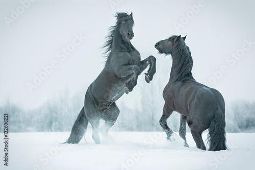 Fototapeta Naklejka Na Ścianę i Meble -  Two rearing horses.