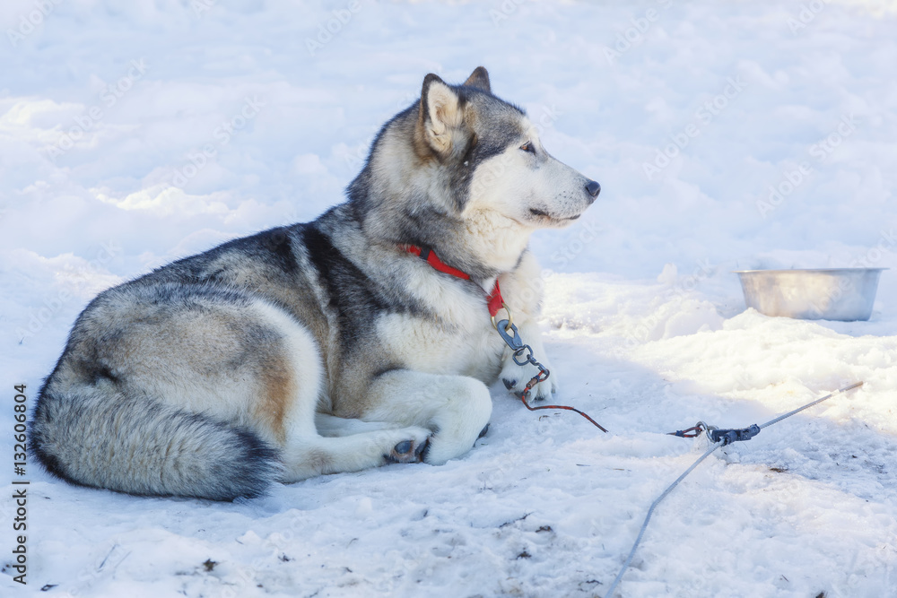 husky dog lying on snow. waiting for the dog owner