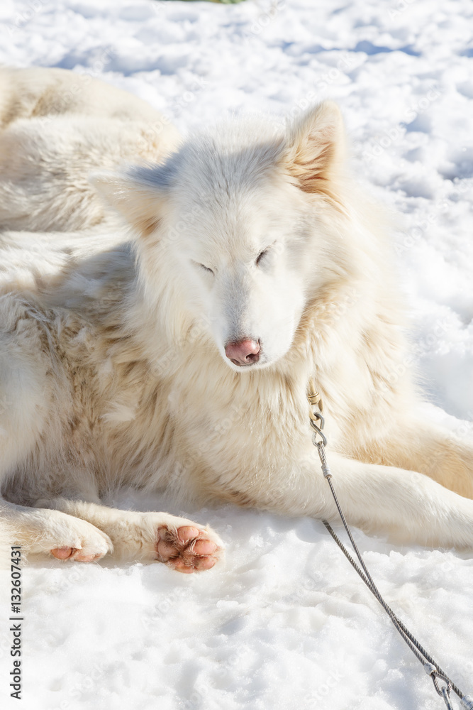 Obraz premium husky dog lying on snow. waiting for the dog owner