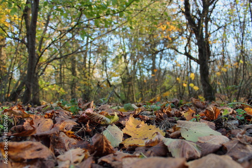 autumn fallen leaves in a beautiful forest closeup
