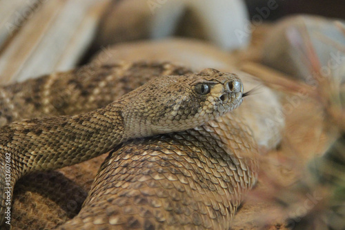 Rattle Snake