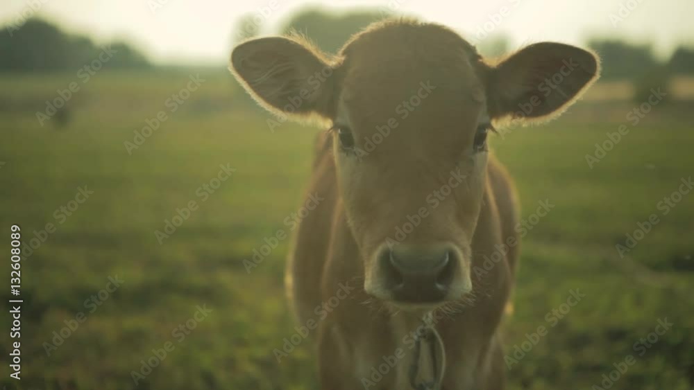 Calf looks at the camera. Cow farm in the morning Calf looks at the camera. Cow farm in the morning