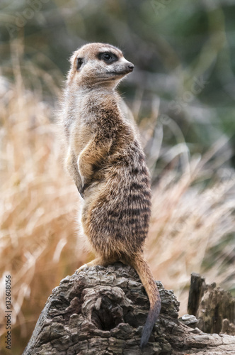 A portrait image of a captive Meerkat, suricata suricatta, at Edinburgh Zoo, Scotland