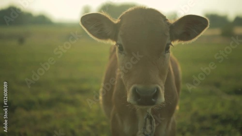Calf looks at the camera. Cow farm in the morning
