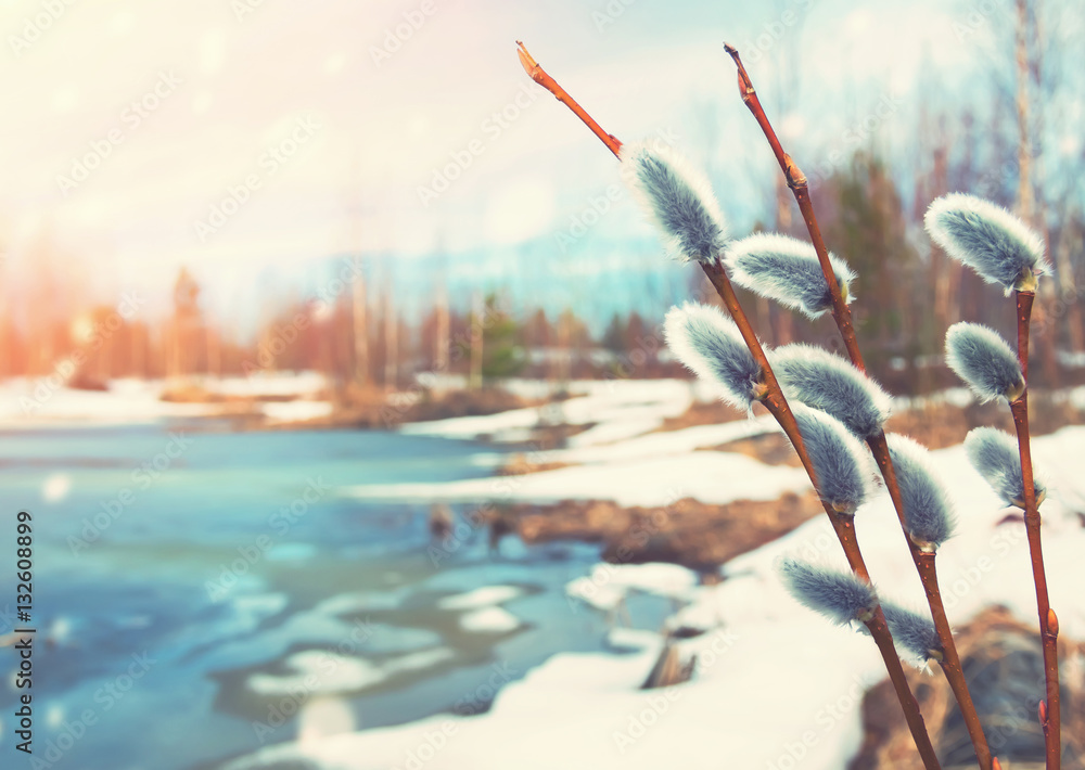 Naklejka premium Spring bright landscape with willow twigs in the foreground
