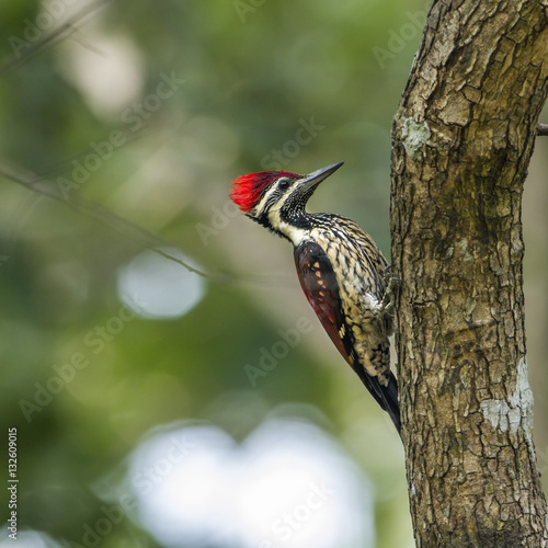 Black-rumped flameback in Minneriya national park, Sri Lanka photo