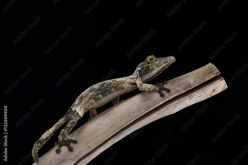 Fototapeta premium gecko black background
