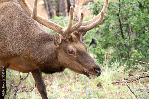 Deer