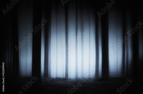 dark and scary forest photo