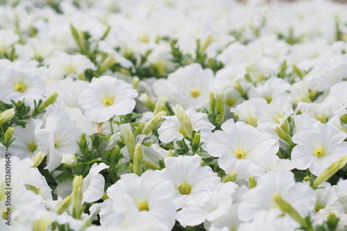 White flower of petunia blossom in summer © ployyim