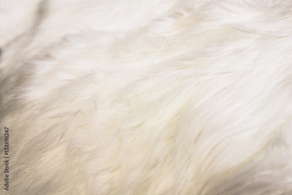 Dog's fur background Dog's fur background