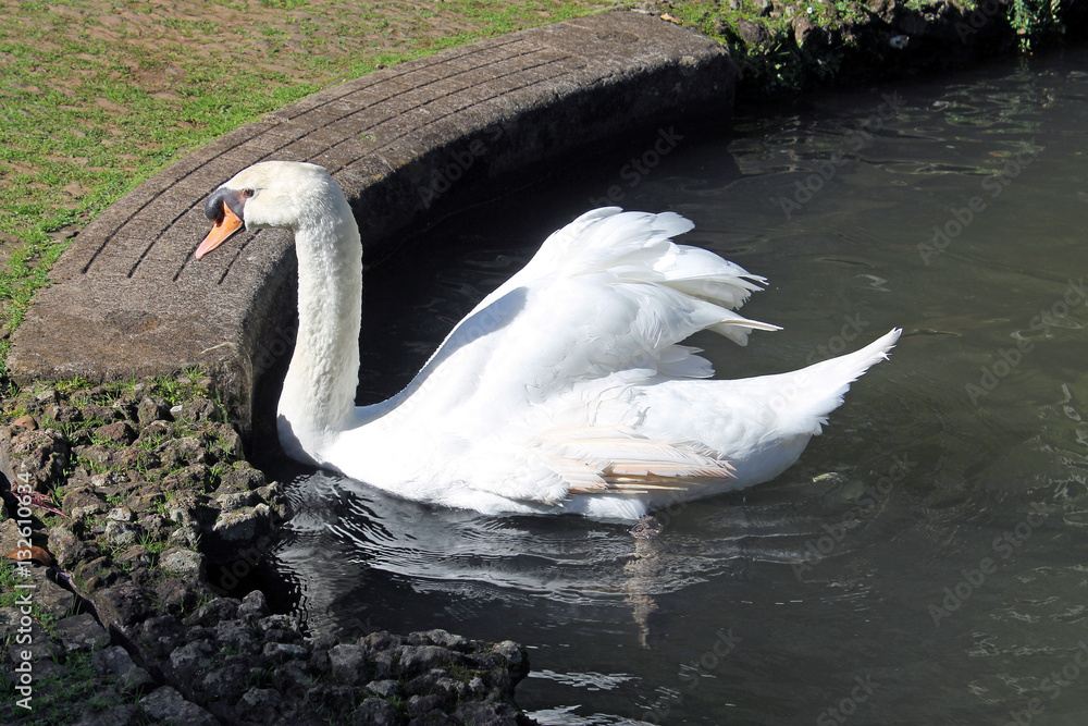 Fototapeta premium weißer Schwan im Schloßteich