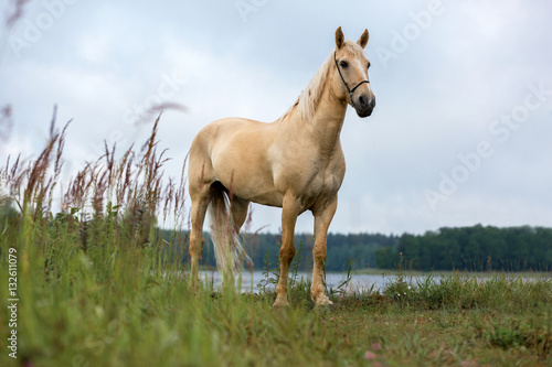 Portrait of a palomino horse. © Osetrik