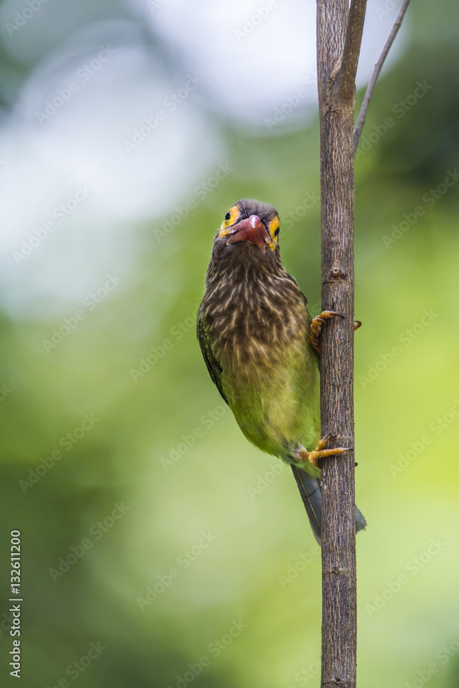 Brown-headed barbet in Minneriya national park, Sri Lanka Brown-headed barbet in Minneriya national park, Sri Lanka