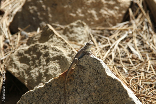Lizard