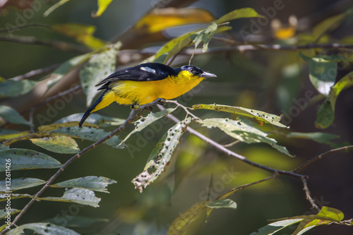 Common iora in Minneriya national park, Sri Lanka photo