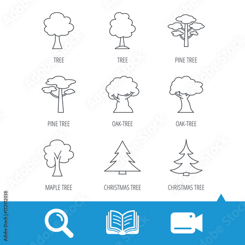 Pine tree, maple and oak icons. Christmas trees linear signs. Forest trees flat line icons. Video cam, book and magnifier search icons. Vector