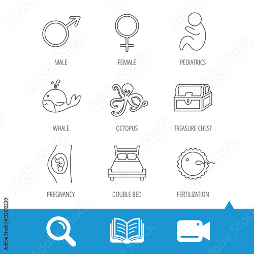 Fertilization, pregnancy and pediatrics icons. Baby child, whale and octopus linear signs. Treasure chest, double bed icons. Video cam, book and magnifier search icons. Vector