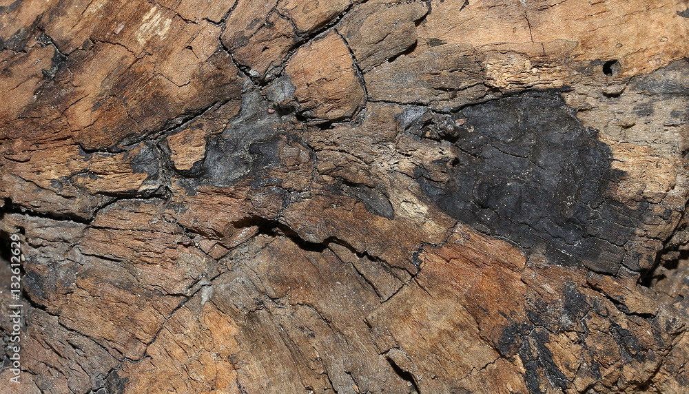 Maserung und Struktur im Holz Maserung und Struktur im Holz