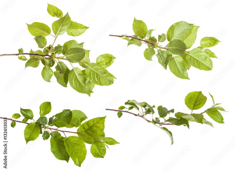 apple-tree branch with green leaves. Isolated on white backgroun apple-tree branch with green leaves. Isolated on white backgroun