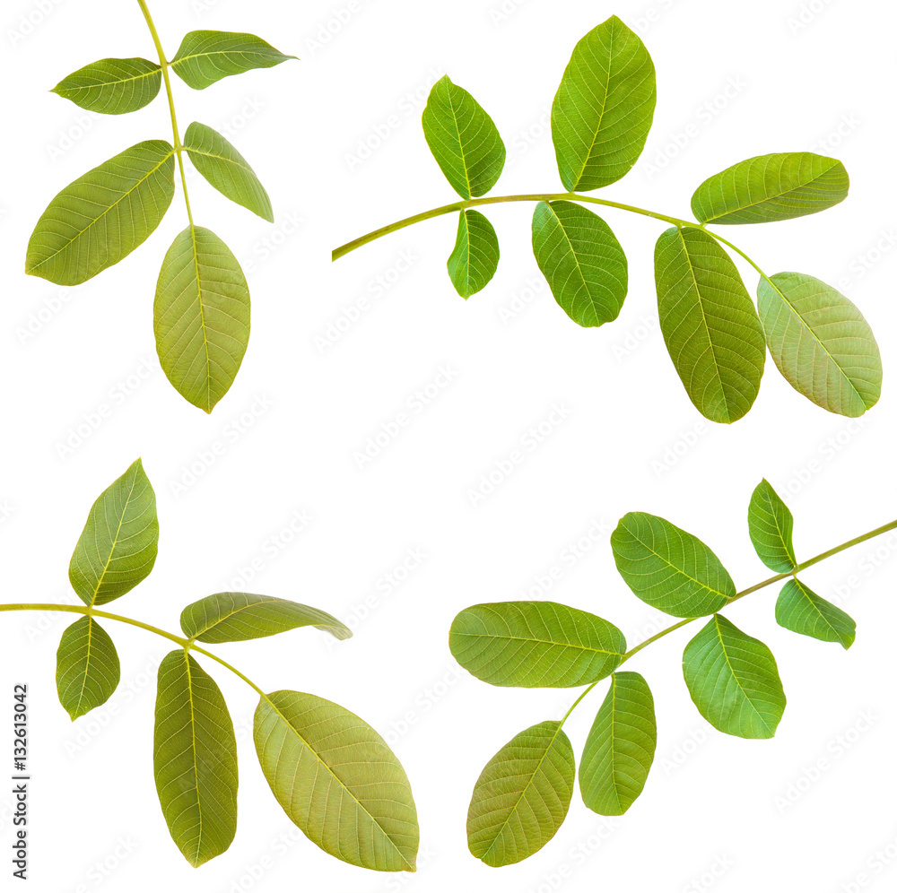 walnut leaves on a branch. isolated on white background. Set walnut leaves on a branch. isolated on white background. Set