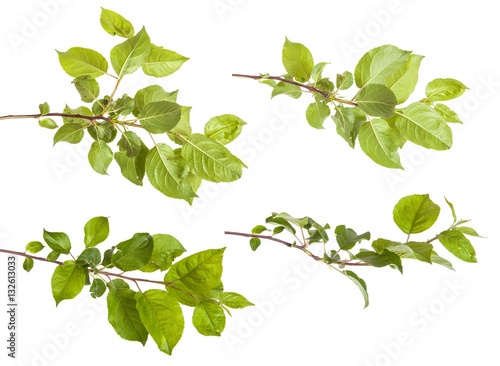 apple-tree branch with green leaves. Isolated on white backgroun photo