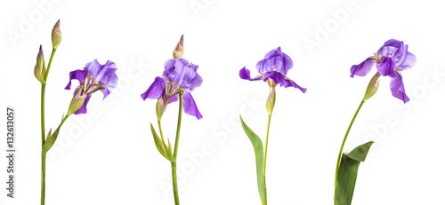 purple iris flower. isolation is not a white background. Set