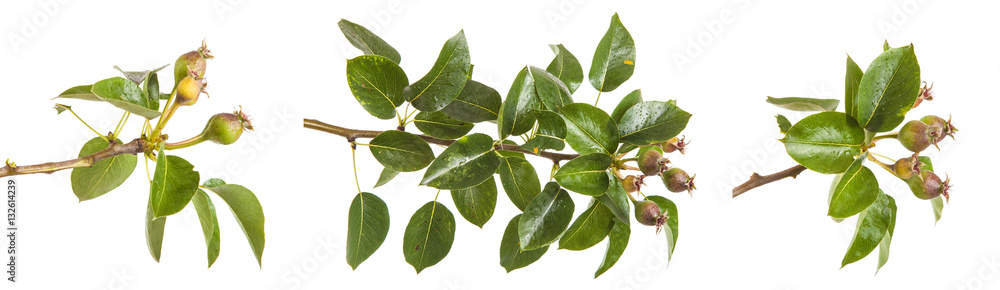 pear tree branch with unripe fruit. isolated on white background