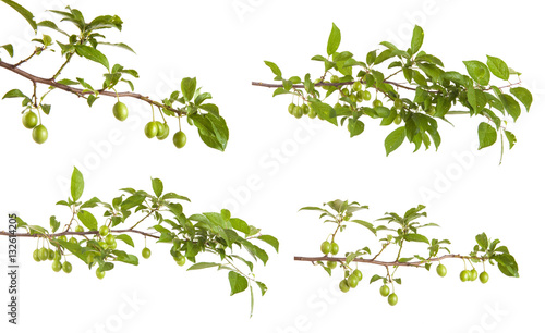 branch of plum tree with green unripe fruits. isolated on white