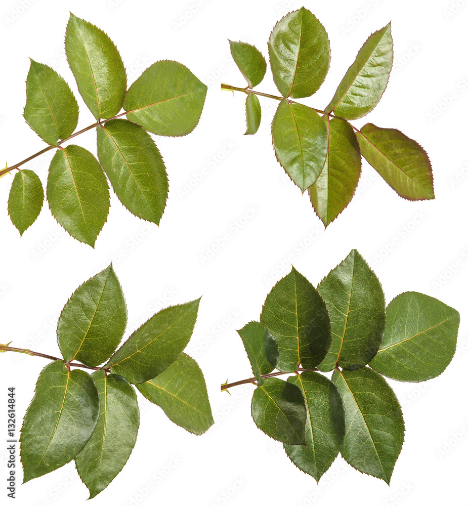 Fototapeta premium green leaf rose. Isolated on white background