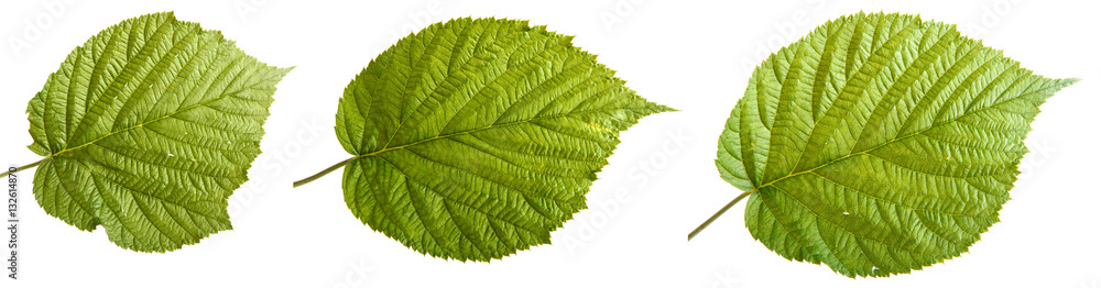 green raspberry leaves. isolated on white background green raspberry leaves. isolated on white background