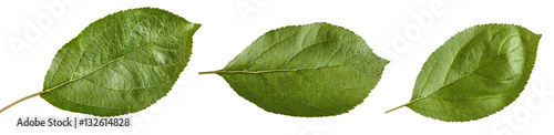 one apple leaf isolated on white background