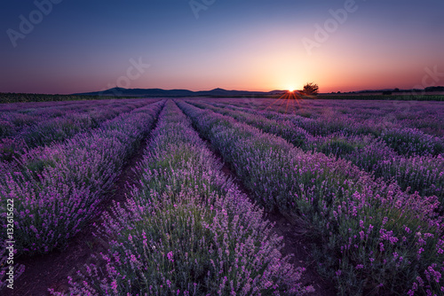 Lavender fields. Beautiful image of lavender field. Summer sunrise landscape, contrasting colors. Beautiful, dramatic sky.